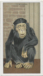 Chimpanzee.