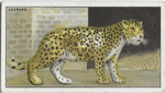 Leopard.