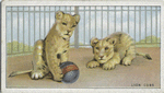 Lion cubs.