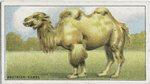 Bactrian Camel.