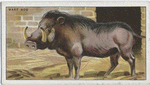 Wart Hog.