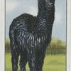 Alpaca.