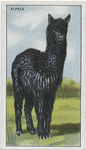 Alpaca.