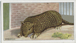 Armadillo.