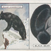 Black Bear.