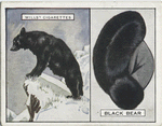 Black Bear.