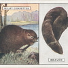 Beaver.