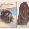 Coypu (Nutria).