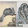 Chinchilla.