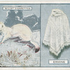 Ermine.