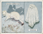 Ermine.