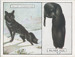 Silver Fox.