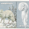 White Fox.