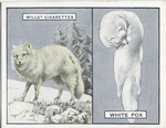 White Fox.