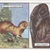 Kolinsky.