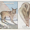 Lynx.