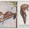 Stone Marten.