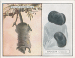 Opossum (Tasmanian Ringtail).