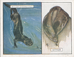 Otter.