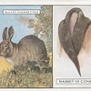 Rabbit or Coney.