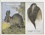 Rabbit or Coney.