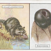 Raccoon.