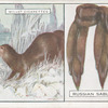Russian Sable.