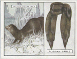 Russian Sable.