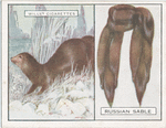 Russian Sable.