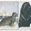 Fur Seal.