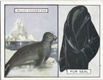 Fur Seal.