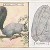 Squirrel.