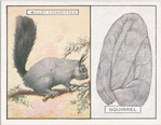 Squirrel.