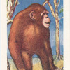 Le Chimpanze.