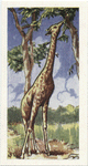 La Girafe.