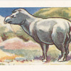 Le Tapir Bresilien.