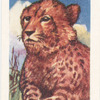 Le Guépard.