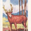Le Cerf commun.