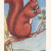 L'Ecureuil.