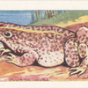 Le Crapaud.