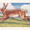 Le Lièvre.