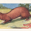 Le Putois.