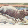La Loutre.