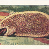 Le Hérisson.