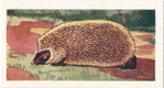 Le Hérisson.