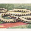 Le Serpent d'herbe.