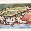 La Grenouille comestible.