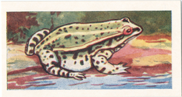 Index
