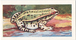 La Grenouille comestible.