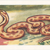Les Serpents.